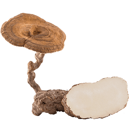 Tiger Milk Mushroom - Image