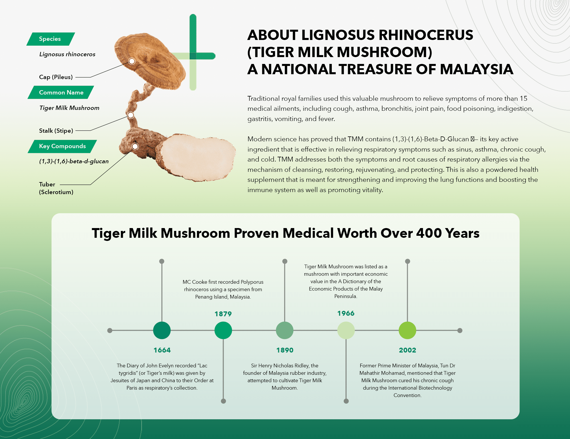 Tiger Milk Mushroom The Best Natural Lung Supplement
