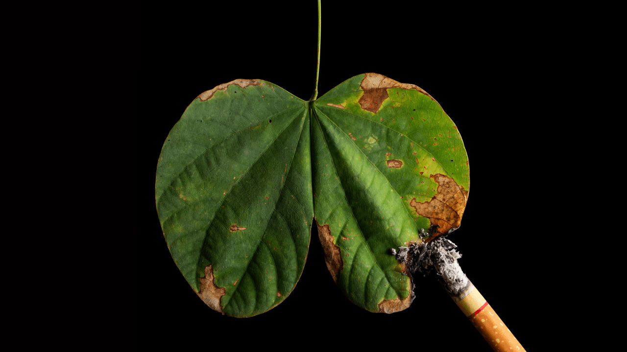 9 Bad Habits That Destroy Your Lungs – And How to Protect Them Naturally